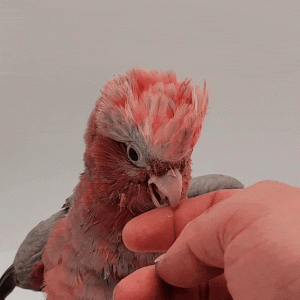 CACTOES ROSALBIN élevé a la main