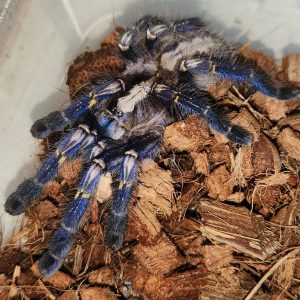 Poecilotheria Metallica (mygale bleu)