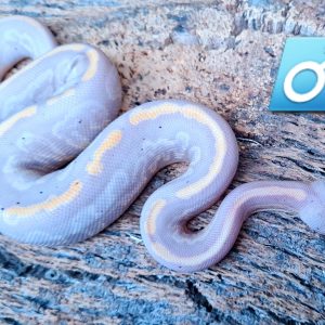 python royal Banana black pastel