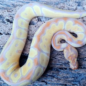 python royal Banana clown male