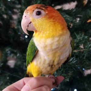 caïque tète jaune ventre blanc