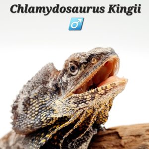 Chlamydosaurus Kingii (Lézard à collerette) male