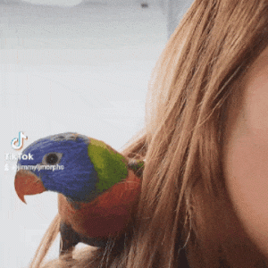 Lori arc en ciel (Trichoglossus moluccanus)