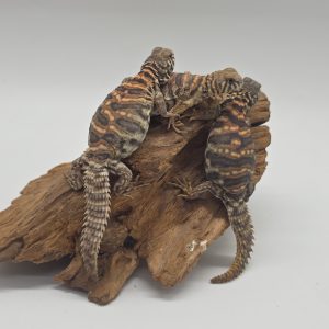 Uromastyx ornata ornata ( Fouette-queue)
male ou femelle
