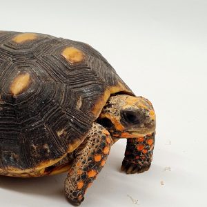 tortue charbonnière à pattes rouge