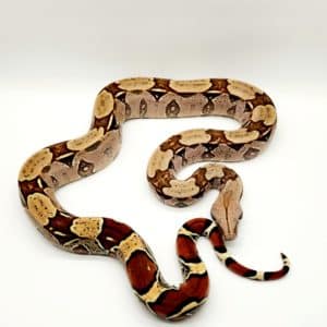 python/boa