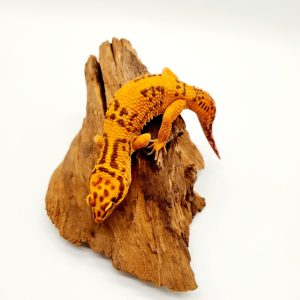 Gecko léopard (eublepharis macularius) super orange tremper albinos male