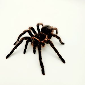 Lasiodora Parahybana