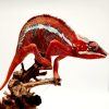 FURCIFER PARDALIS