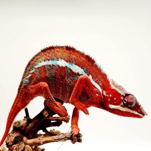 FURCIFER PARDALIS