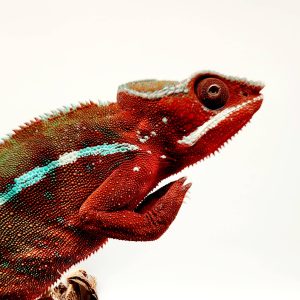 FURCIFER PARDALIS AMBILOBE BLUE BAR MALE 02