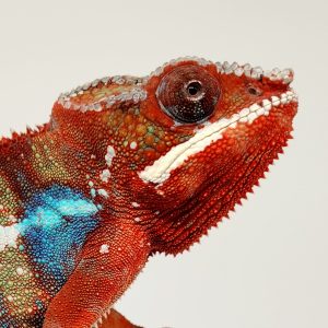 FURCIFER PARDALIS