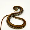 thamnophis eques scotti