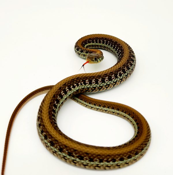 thamnophis eques scotti