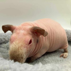 Cochon d'inde sans poils (cobaye skinny)