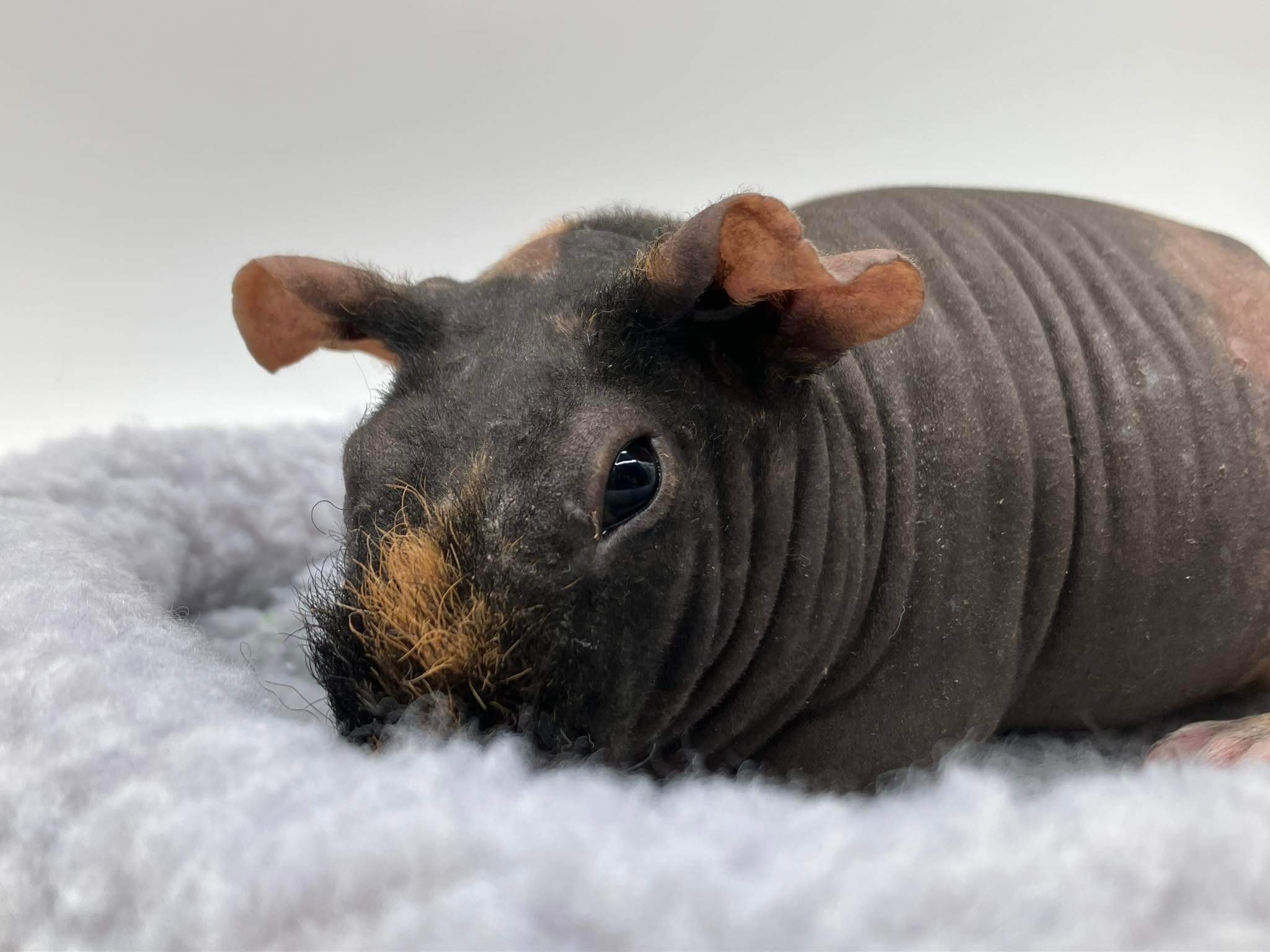 Cochon d
