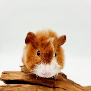 Cochon d'inde Teddy
(cobaye)