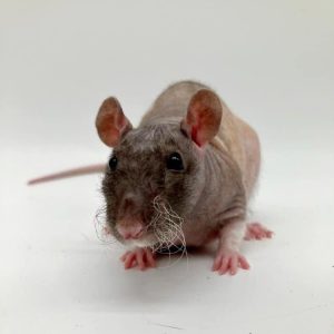 rat nue