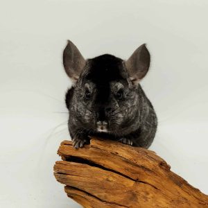 chinchilla noir mâle