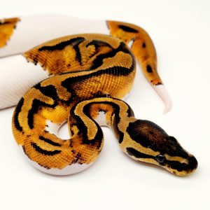 Piebald
femelle