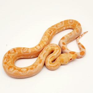 Boa imperator albinos leopard Kahl femelle (36)