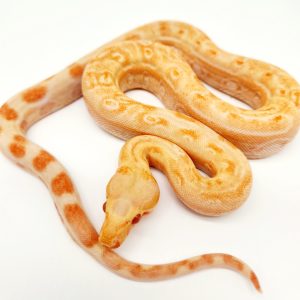 Boa imperator albinos leopard Kahl male (34)