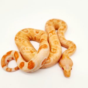 Boa imperator albinos leopard Kahl femelle (22)