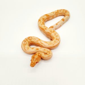 Boa imperator albinos
jungle  leopard Kahl male
8