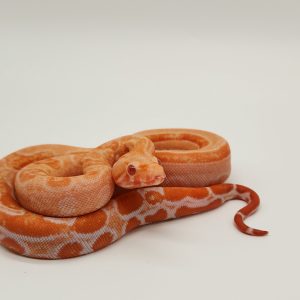 Boa imperator albinos
jungle leopard Kahl
femelle 33