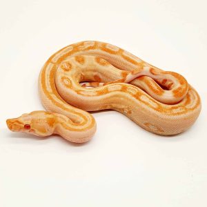 Boa imperator albinos
jungle leopard Kahl
femelle 23