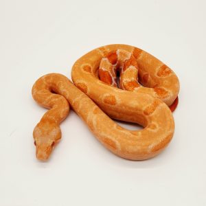 Boa imperator sunglow
jungle  leopard Kahl 
femelle 20