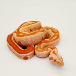 Boa imperator sunglow
jungle het leopard Kahl 
femelle 30