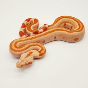 Boa imperator sunglow
jungle het leopard Kahl 
male 11