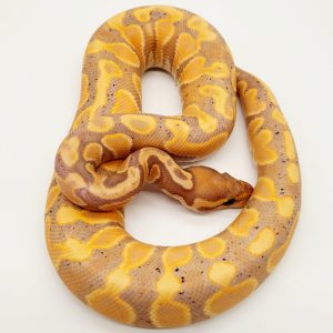 Banana possible ghi
male