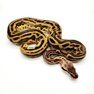 pastel leopard 66% het clown
femelle