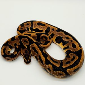 Leopard orange Dream