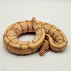 Banana lesser 50%het tristripe clown
femelle
