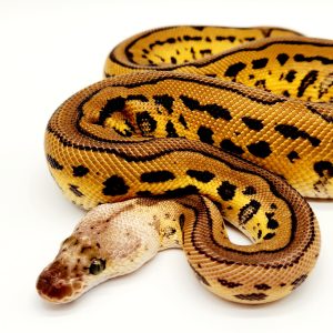 pastel leopard clown
male