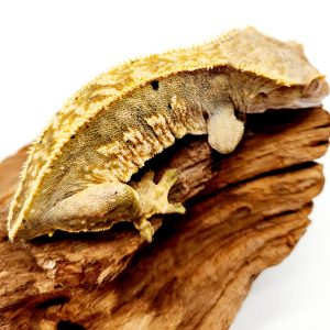 Correlophus ciliatus (Gecko à crete)  full pinstripe arlequin sans queue
(femelle adulte)