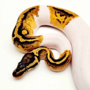 Piebald pastel
male