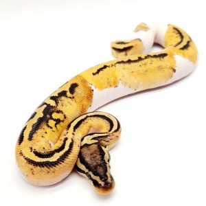 Piebald pastel
male