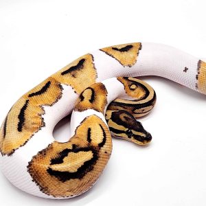 Piebald pastel
femelle