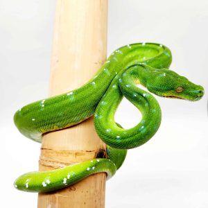 morelia viridis
Aru male
nc 2021