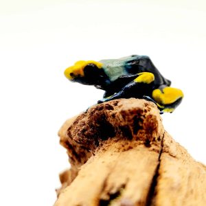 dendrobate tinctoriusmale tumucumaque 2021 001