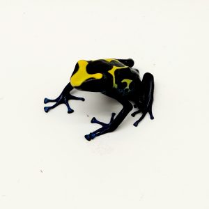 dendrobate tinctorius
non sexé 2022 002