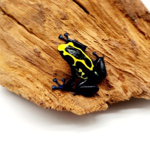 dendrobate tinctorius
non sexé 2022 003