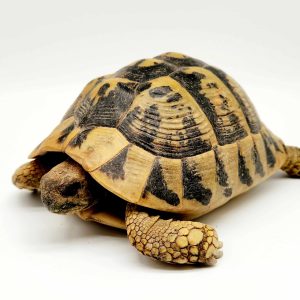 Tortue Hermann Boettgeri
femelle adulte
900250000946705
