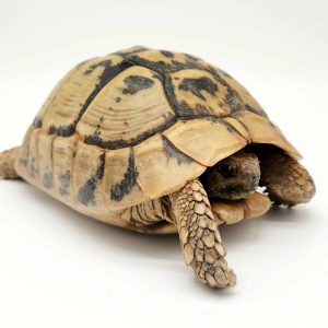 Tortue Hermann Boettgeri
femelle
900250000946126