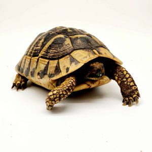 Tortue Hermann Boettgeri femelle900250000946713