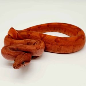 Boa imperator
super hypo blood
 male